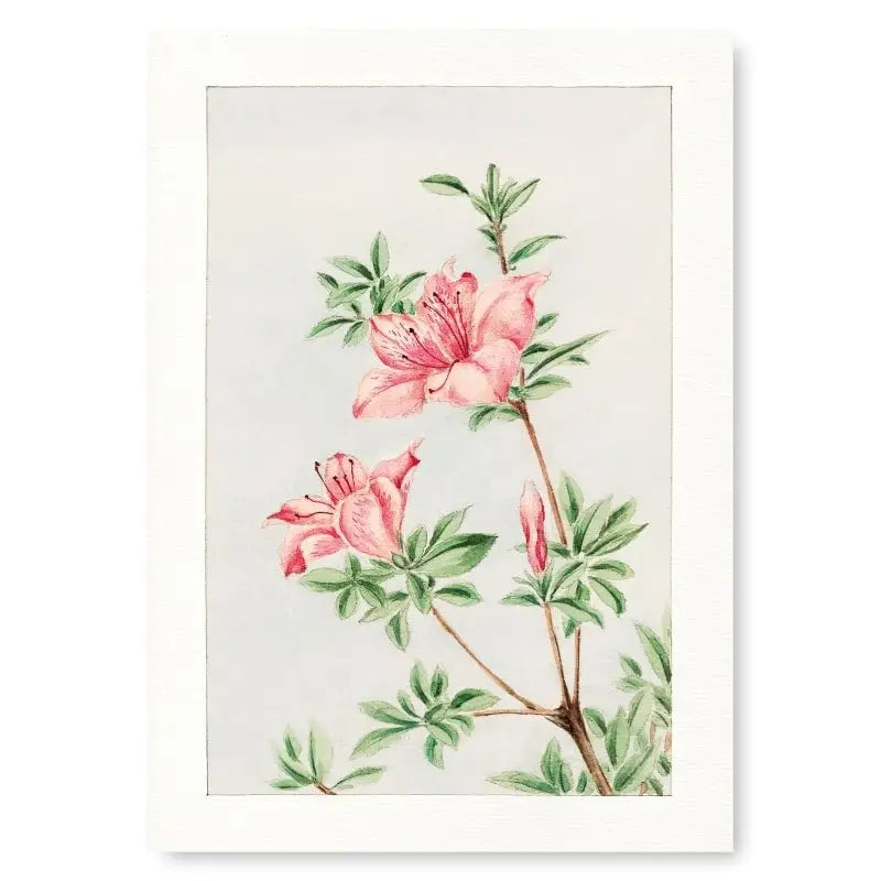 Stampa Azalea giapponese - A3