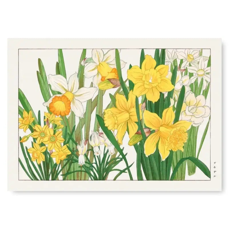 Stampa del fiore di narciso giapponese - A3