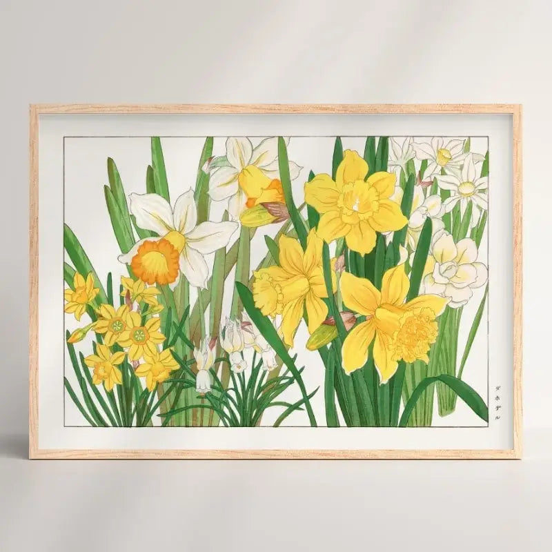 Stampa del fiore di narciso giapponese - A3