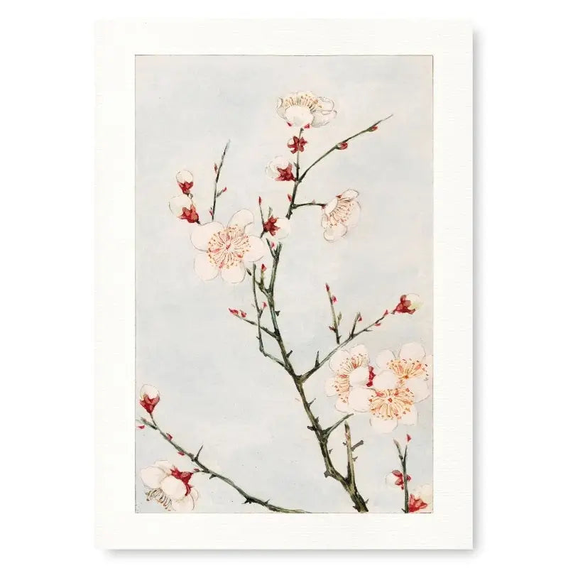 Stampa di fiori di prugno giapponesi - A3
