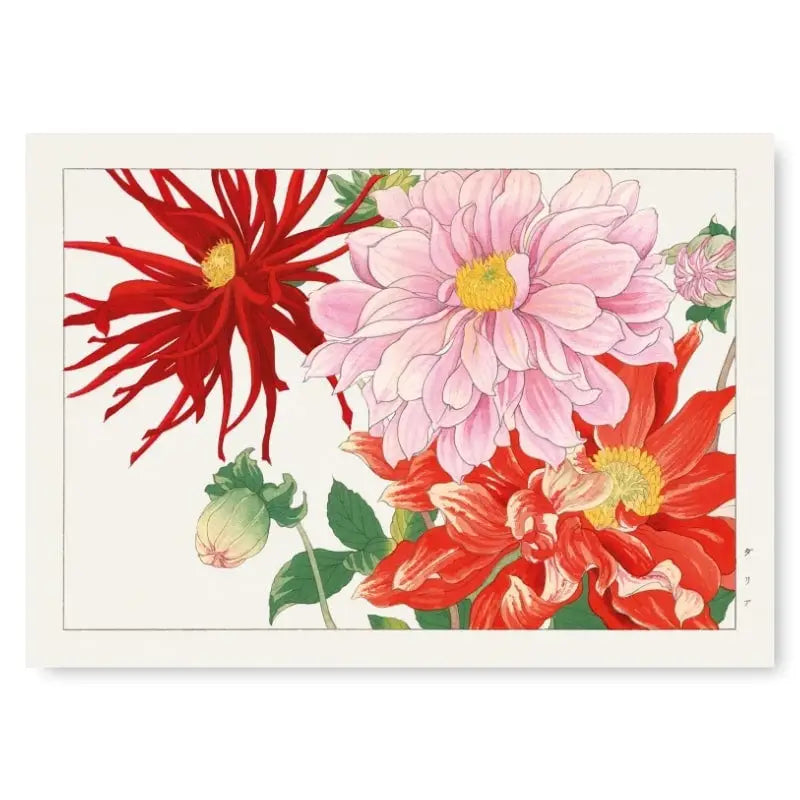 Stampa di fiori di dalia giapponese - A3
